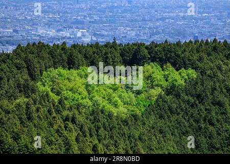Heart-shaped forest on Mt. Stock Photo