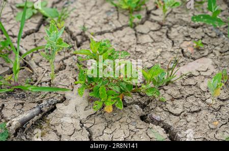 plant in dry, cracked earth Stock Photo