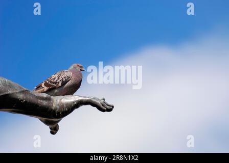 Pigeon sitting on the arm of a sculpture of the Augustus fountain at a public place in Augsburg Stock Photo