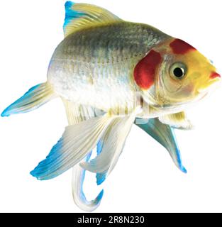 Bright colored fish with white background that looks like it is watching through the screen Stock Photo