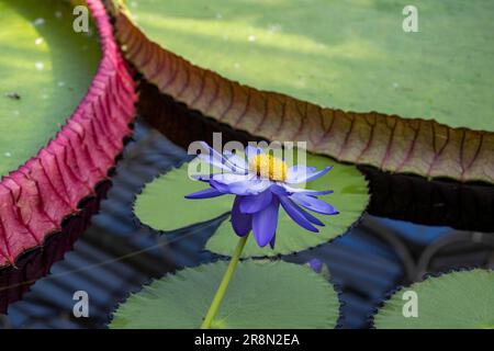 Waterlily in Kew Gardens, Giant Waterlily House, Royal Botanic Gardens (Kew Gardens), UNESCO World Heritage Site, Kew, Greater London, England Stock Photo