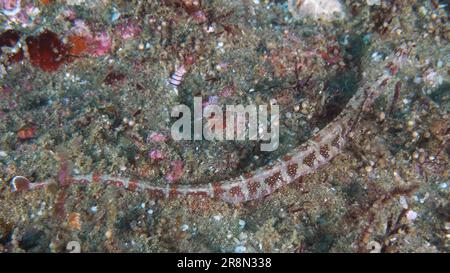 Network pipefish (Corythoichthys flavofasciatus), Sodwana Bay National Park dive site, Maputaland Marine Reserve, KwaZulu Natal, South Africa Stock Photo