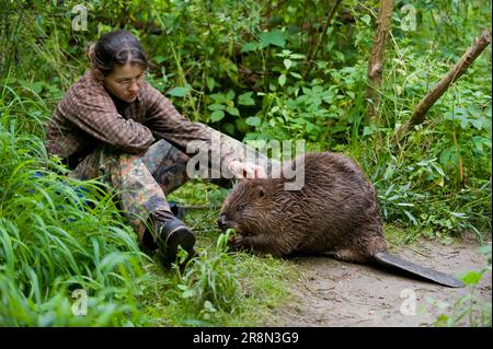 Woman and European beaver (Castor fiber), Rosenheim, Bavaria, Germany Stock Photo