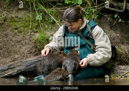 Woman and European beaver (Castor fiber), Rosenheim, Bavaria, Germany Stock Photo