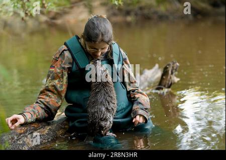 Woman and European beaver (Castor fiber), Rosenheim, Bavaria, Germany Stock Photo