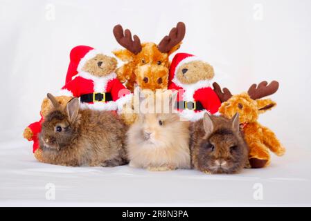 Lions Maine Rabbit Lion mane dwarf rabbits and dwarf rabbits with soft toys, lion mane ...