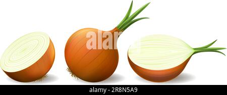 Fresh yellow sweet onion Stock Vector