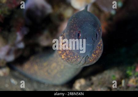 Yellow-edged Moray Eel, Gymnothorax flavimarginatus, Coral Gardens dive site, Tulamben, Karangasem, Bali, Indonesia, Indian Ocean Stock Photo