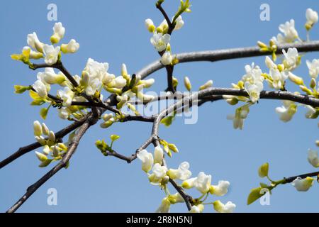 Cercis canadensis White-flowered Eastern Redbud, Cercis 'Royal White' Cercis canadensis 'Royal White' Flowering Shrub Redbud Spring Blooming Branches Stock Photo