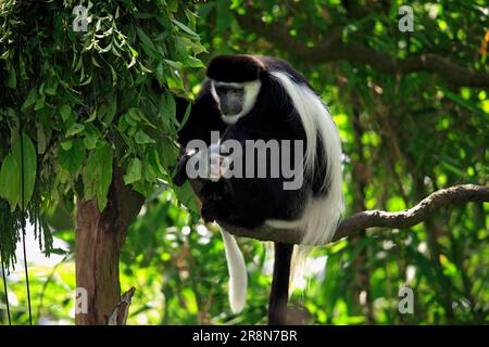 Angolan Black-and-White Colobus (Colobus angolensis) Monkey, female with young Stock Photo
