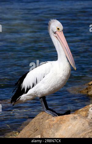Australian Pelican (Pelecanus conspicillatus), Kangaroo Island, Australia Stock Photo
