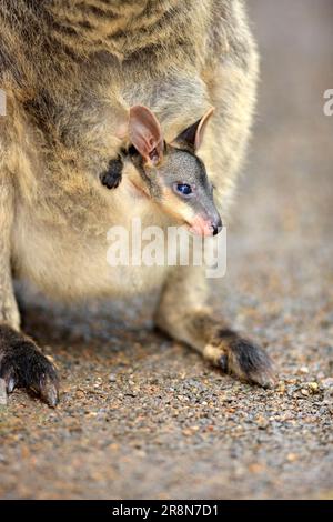 Whiptail Wallaby (Macropus parryi), joey, Lamington national park, Australia Stock Photo