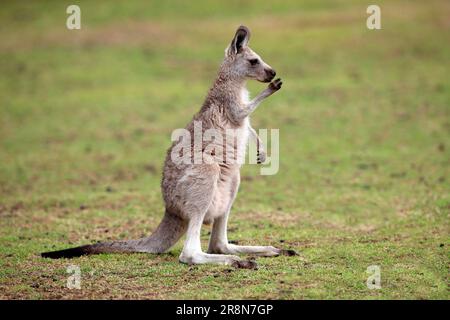 Eastern grey kangaroo (Macropus giganteus) grey giant kangaroo, female, Wilson Promontory National Park, lateral, Australia Stock Photo