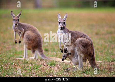 Eastern giant grey kangaroos, female with young in pouch, Wilson Promontory National Park, eastern grey kangaroo (Macropus giganteus) giant grey Stock Photo