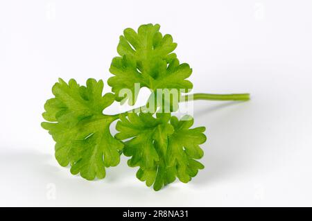 Flat leaf parsley (Petroselinum crispum) Stock Photo