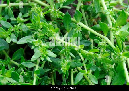 Herniaria Glabra Herniaria Glabra Smooth Cuckoo Herb Urinary Weed herniaria-glabra-herniaria-glabra-smooth-cuckoo-herb-urinary-weed