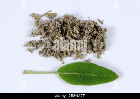 Common sage (Salvia officinalis), fresh and dried Stock Photo