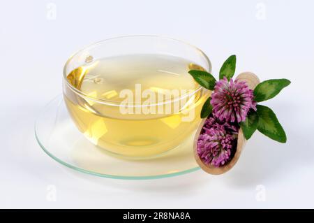 Clover Tea Cup with red clover tea (Trifolium pratense), red clover tea Stock ...