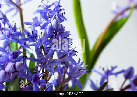 Beautiful blue flowers snowdrops Scilla bifolia alpine squill, two-leaf squill on a white background with space for text. Spring decoration. Stock Photo