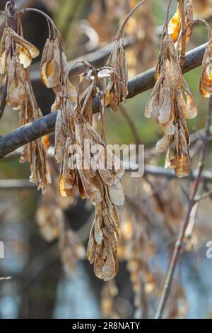 young and old maple seeds against the blue sky. photo close-up in the ...