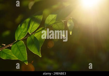 leaf of wild water plum changed color in sunset on garden Stock Photo