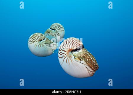 Chambered nautilus, Palau nautilus (Nautilus belauensis), Micronesia Stock Photo