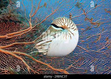 Chambered nautilus, Palau nautilus (Nautilus belauensis), Micronesia Stock Photo