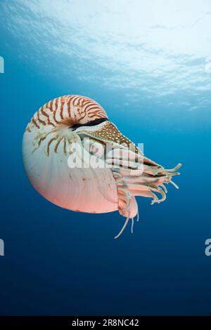 Chambered nautilus, Palau nautilus (Nautilus belauensis), Micronesia Stock Photo