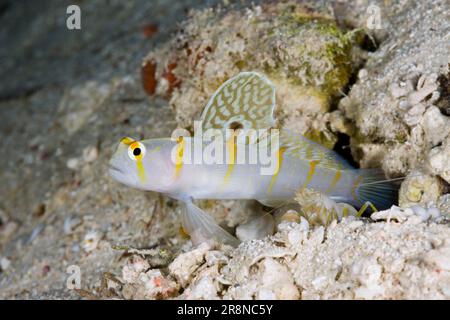 Randalls Prawn-Goby and Pistol Shrimp, Turtle Cove, Palau, Micronesia (Amblyeleotris randalli) (Alpheus rapicida) Stock Photo