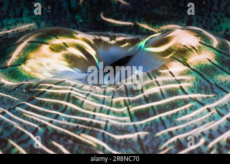 Iridescent mantle of Giant Clam, Palau, Micronesia (Tridacna squamosa) Stock Photo