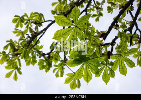 Spring chestnut branch with new leaves on blurred background close-up. Stock Photo