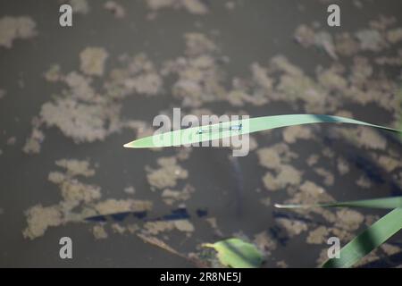 Blue Feather Damselfly Stock Photo