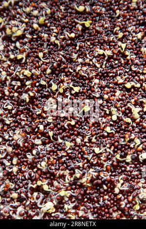 Broccoli sprouts texture, slowly growing sprouts. Stock Photo
