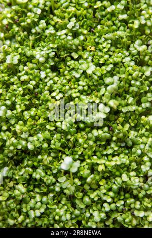 Broccoli sprouts texture, slowly growing sprouts. Stock Photo