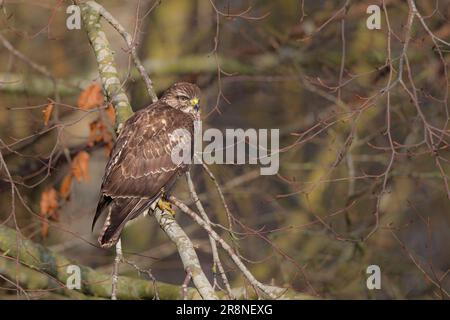 Wild, UK common buzzard bird (Buteo buteo) perching isołated on a tree branch in woodland. Stock Photo