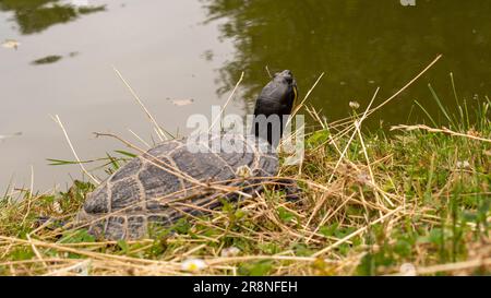 Invasive turtle in a european pond. Cute but doing a lot of damage. Stock Photo