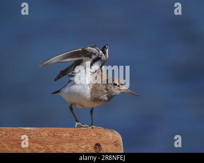 Common sandpiper are a nervous little wader, but by using a car as a mobile hide close encounters may be achieved. Stock Photo