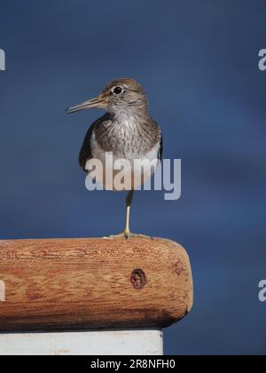 Common sandpiper are a nervous little wader, but by using a car as a mobile hide close encounters may be achieved. Stock Photo