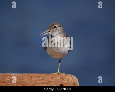 Common sandpiper are a nervous little wader, but by using a car as a mobile hide close encounters may be achieved. Stock Photo