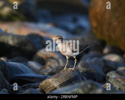 Common sandpiper are a nervous little wader, but by using a car as a mobile hide close encounters may be achieved. Stock Photo