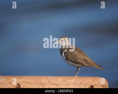 Common sandpiper are a nervous little wader, but by using a car as a mobile hide close encounters may be achieved. Stock Photo