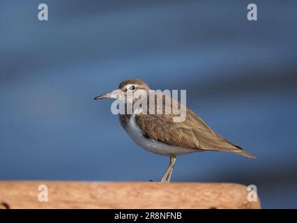 Common sandpiper are a nervous little wader, but by using a car as a mobile hide close encounters may be achieved. Stock Photo