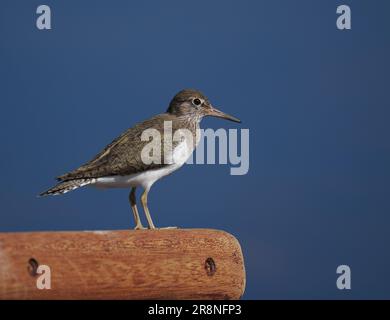 Common sandpiper are a nervous little wader, but by using a car as a mobile hide close encounters may be achieved. Stock Photo