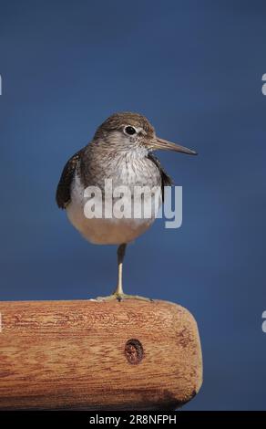 Common sandpiper are a nervous little wader, but by using a car as a mobile hide close encounters may be achieved. Stock Photo