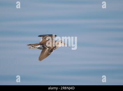 Common sandpiper are a nervous little wader, but by using a car as a mobile hide close encounters may be achieved. Stock Photo