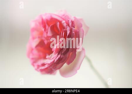 Pale pink rose flower closeup on bright blurred background. Stock Photo