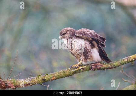 Close up side view of a wild, UK common buzzard bird (Buteo buteo) walking down a tree branch. Stock Photo