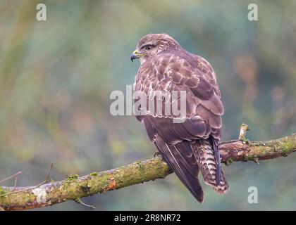 Rear view of a wild, UK common buzzard (Buteo buteo) isolated outdoors perching on a tree branch in winter. Stock Photo