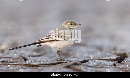 Gray white wagtail ( (Motacilla alba) juvenile .standing on dry cracked mud Stock Photo