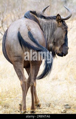 Wildebeest (Connochaetes Taurinus) seen from behind, waving tail, Kruger national park, South Africa. Stock Photo